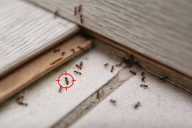Best Best Pest Control Companies  in Mar Mac, NC
