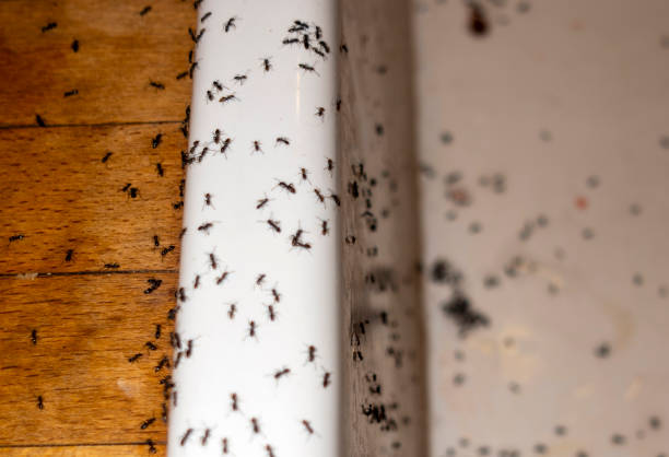 Best Emergency Pest Control  in Mar Mac, NC